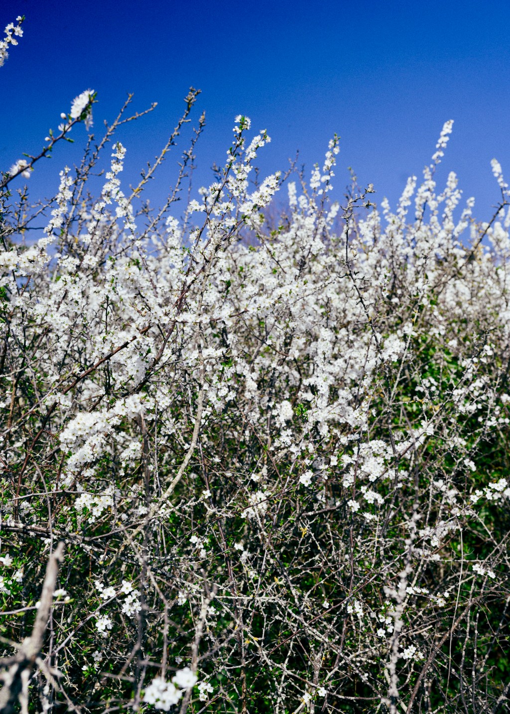 blackthorn