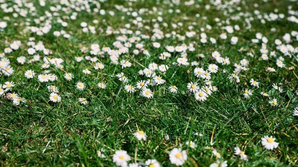 daisies