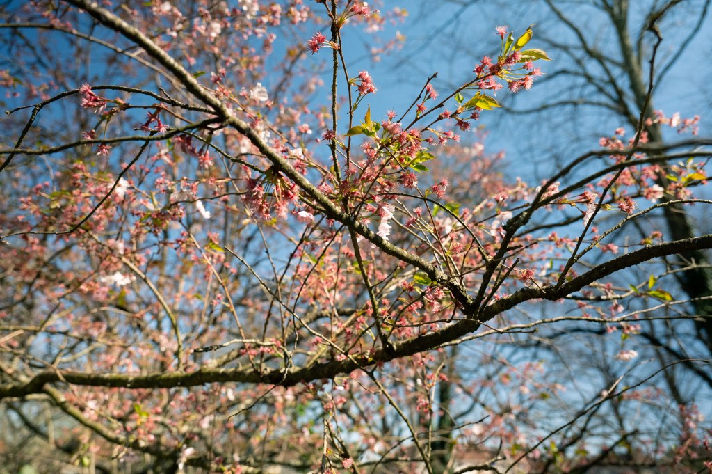 pink confetti tree